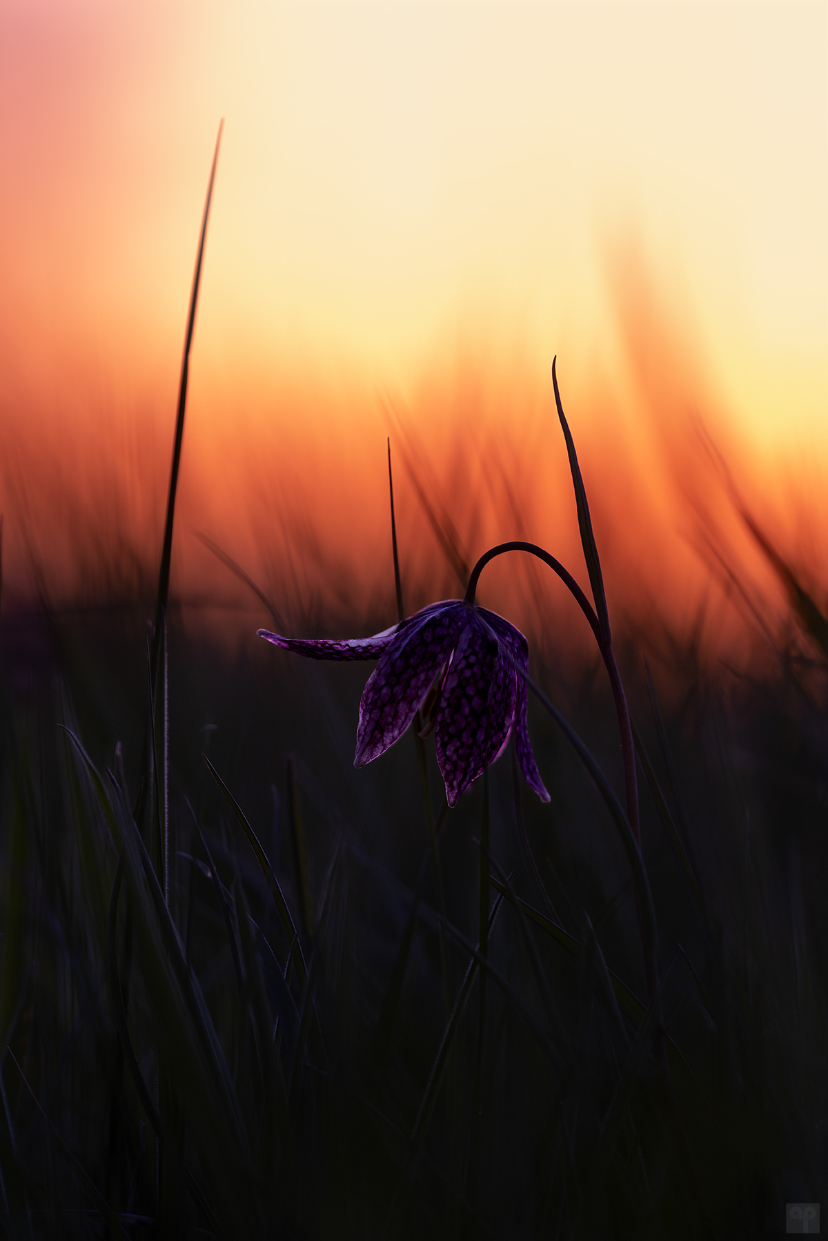 Schachbrettblume