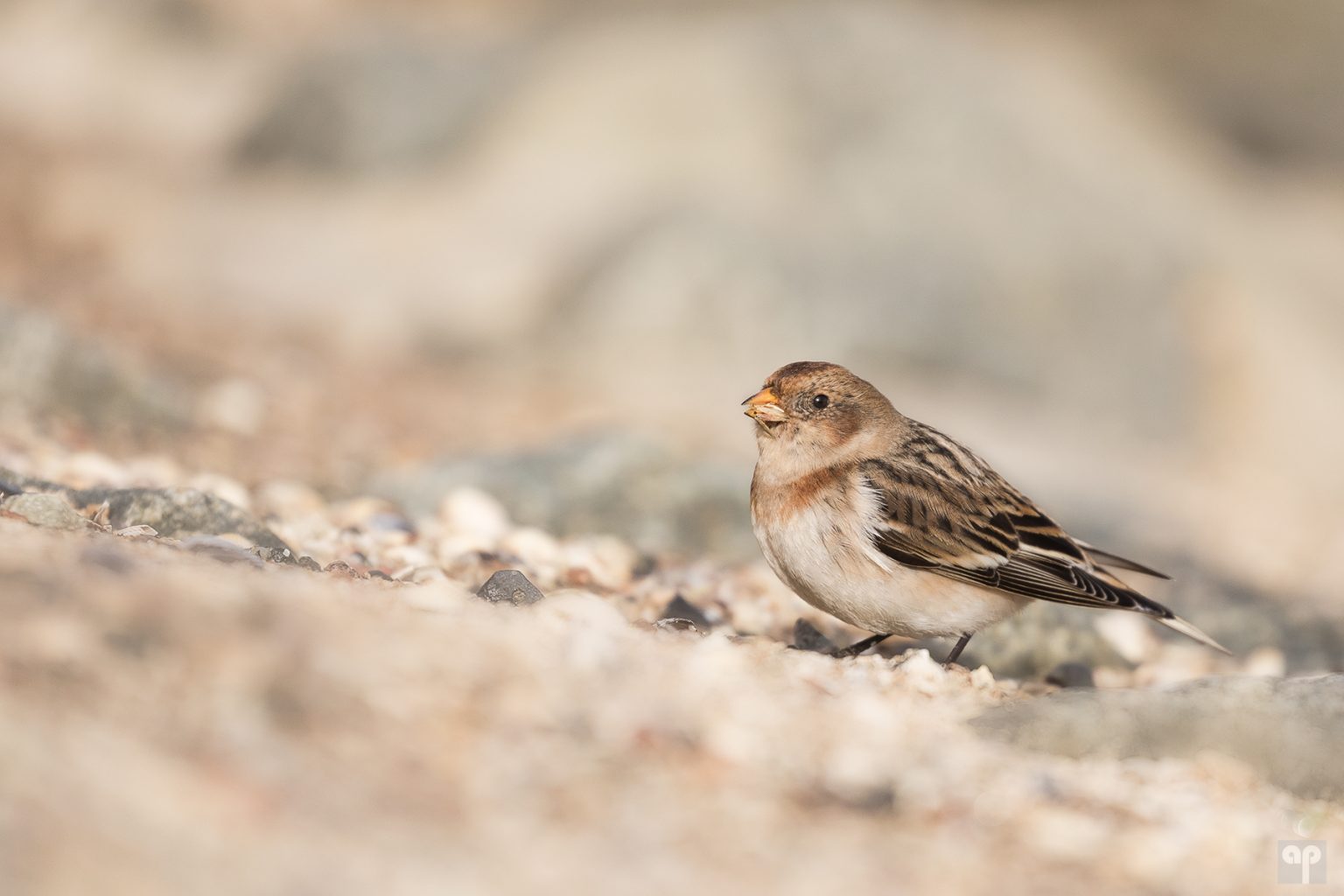 Ammern ZwischenRaumNatur